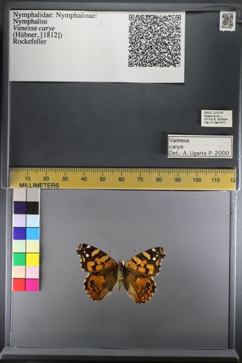 Media type: image;   Entomology 639087
